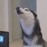 Pies Husky 