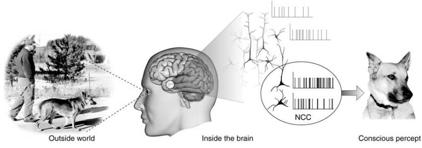 Neural_Correlates_Of_Consciousness