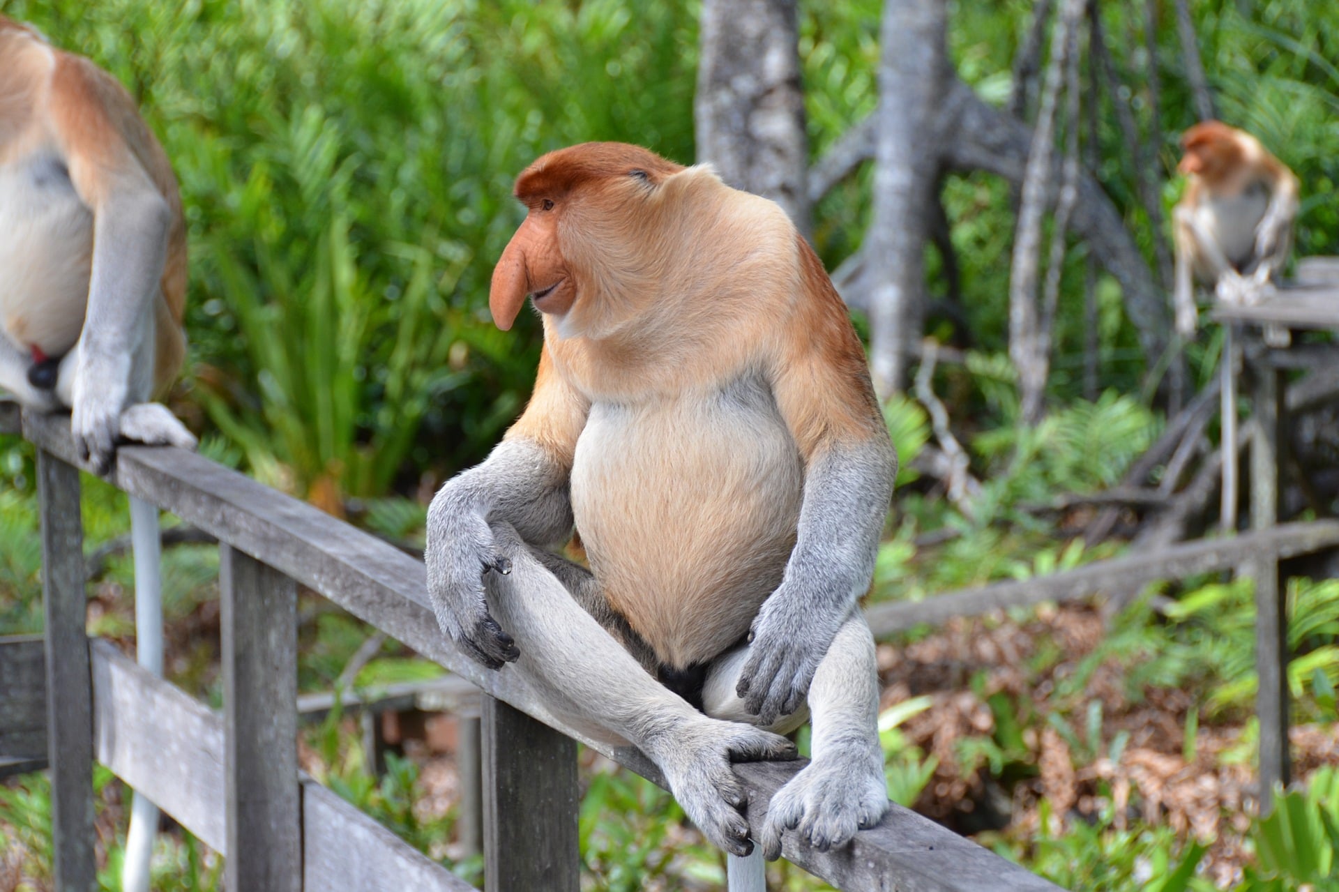 małpa Nosacz Sundajski Proboscis monkey