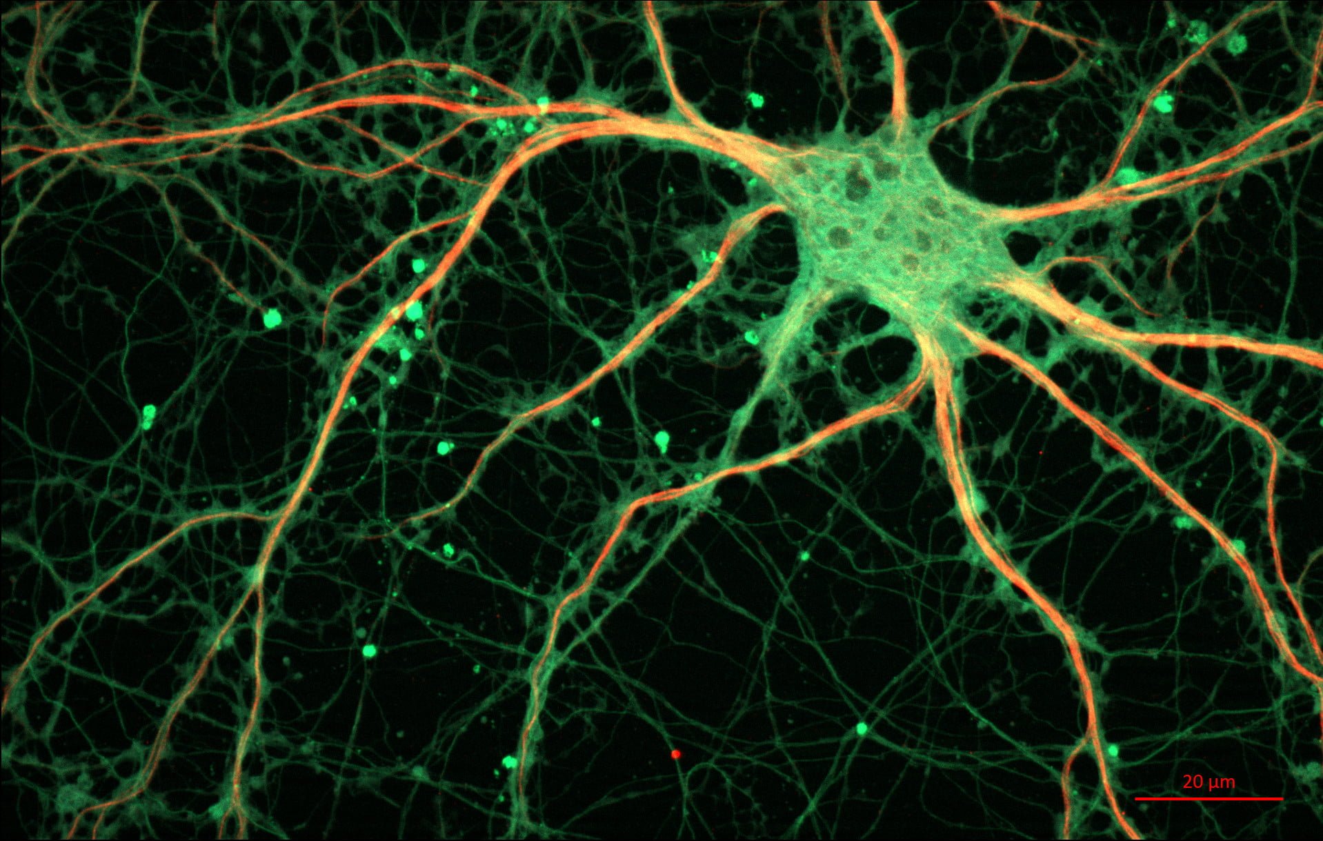 sztuczne sieci neuronowe