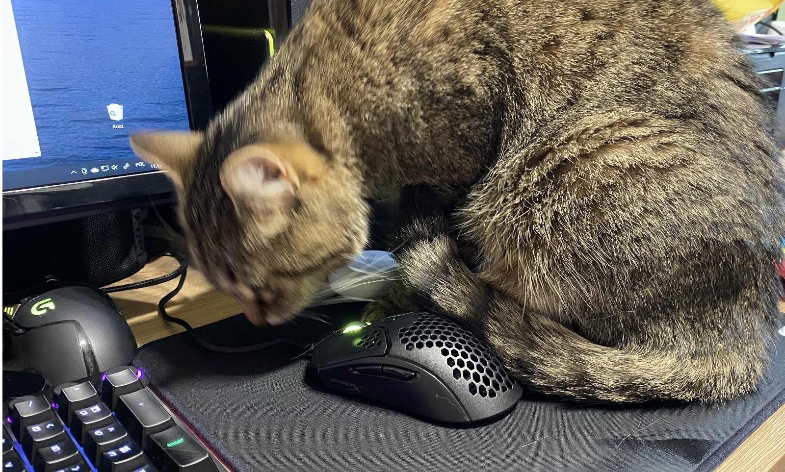 Kot i mysz HyperX Pulsefire Haste