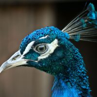 ptak paw peacock bird