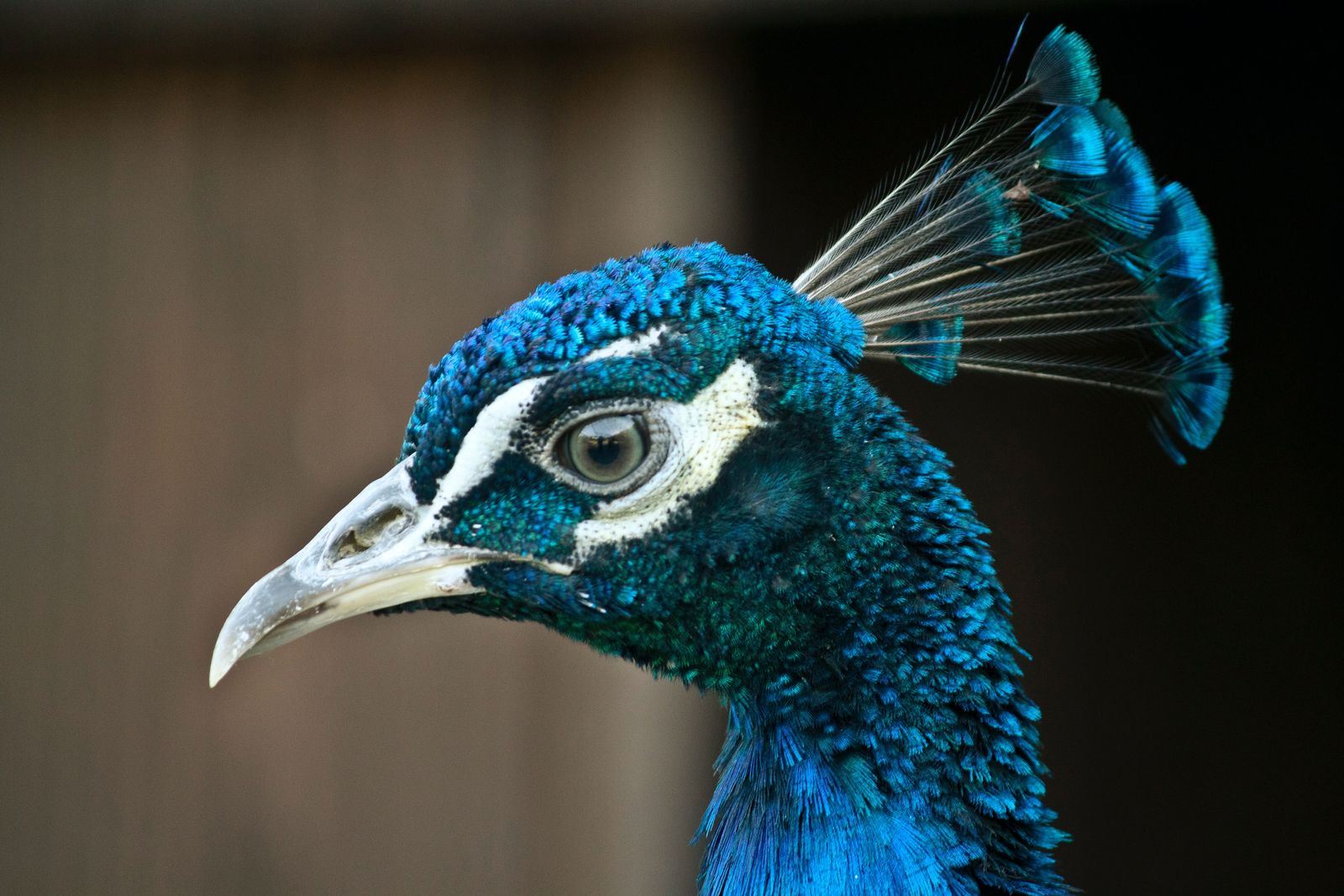 ptak paw peacock bird