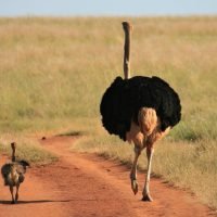 struś ostrich bird ptak