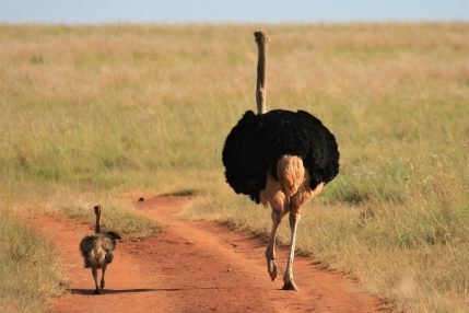 struś ostrich bird ptak