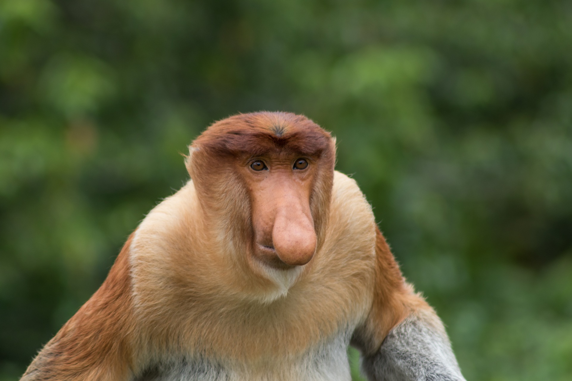 małpa Nosacz Sundajski Proboscis monkey