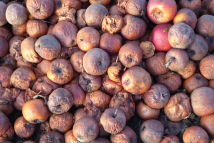 zgniłe jabłka jabłko rotten apples
