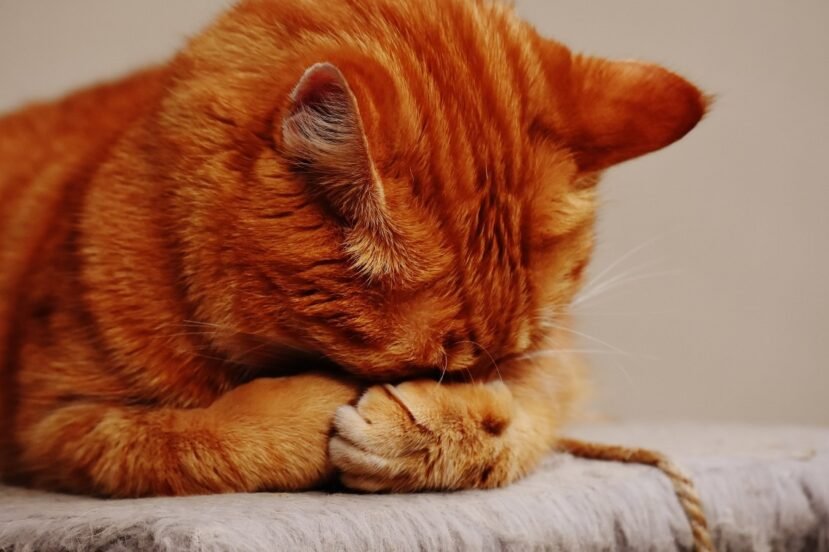 facepalm kot