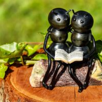 mrówki mrówka ants para na ławce książka przyroda natura