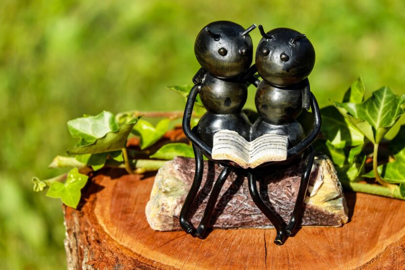 mrówki mrówka ants para na ławce książka przyroda natura