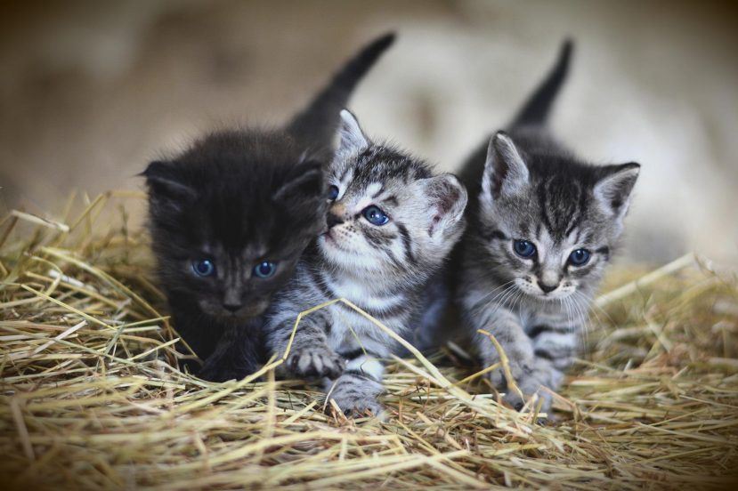 koty kotki kocięta cats kittens