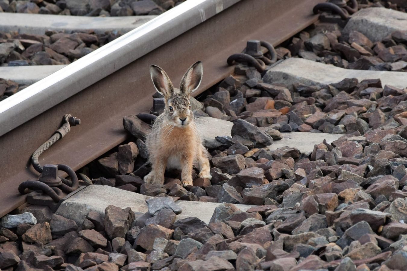 pociąg train tory railway królik rabbit