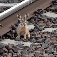 pociąg train tory railway królik rabbit