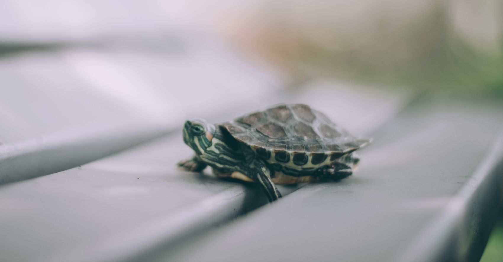 żółw zdjęcie pexels