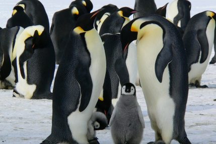 pingwiny znak Linux