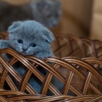 smutny kot sad cat sadness płacz crying zwierzak domowy