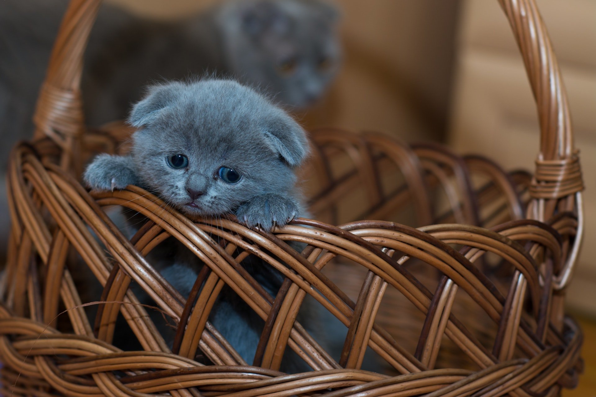 smutny kot sad cat sadness płacz crying zwierzak domowy