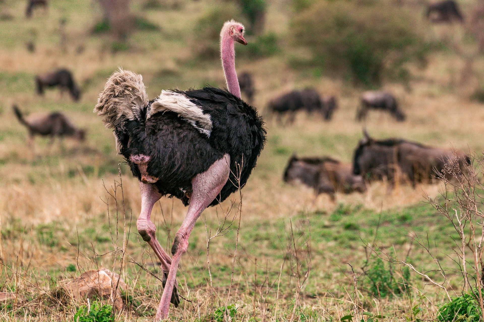 struś ostrich bird ptak