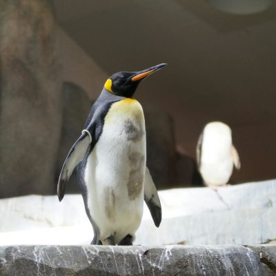 Pingwin - symbol Linuxa