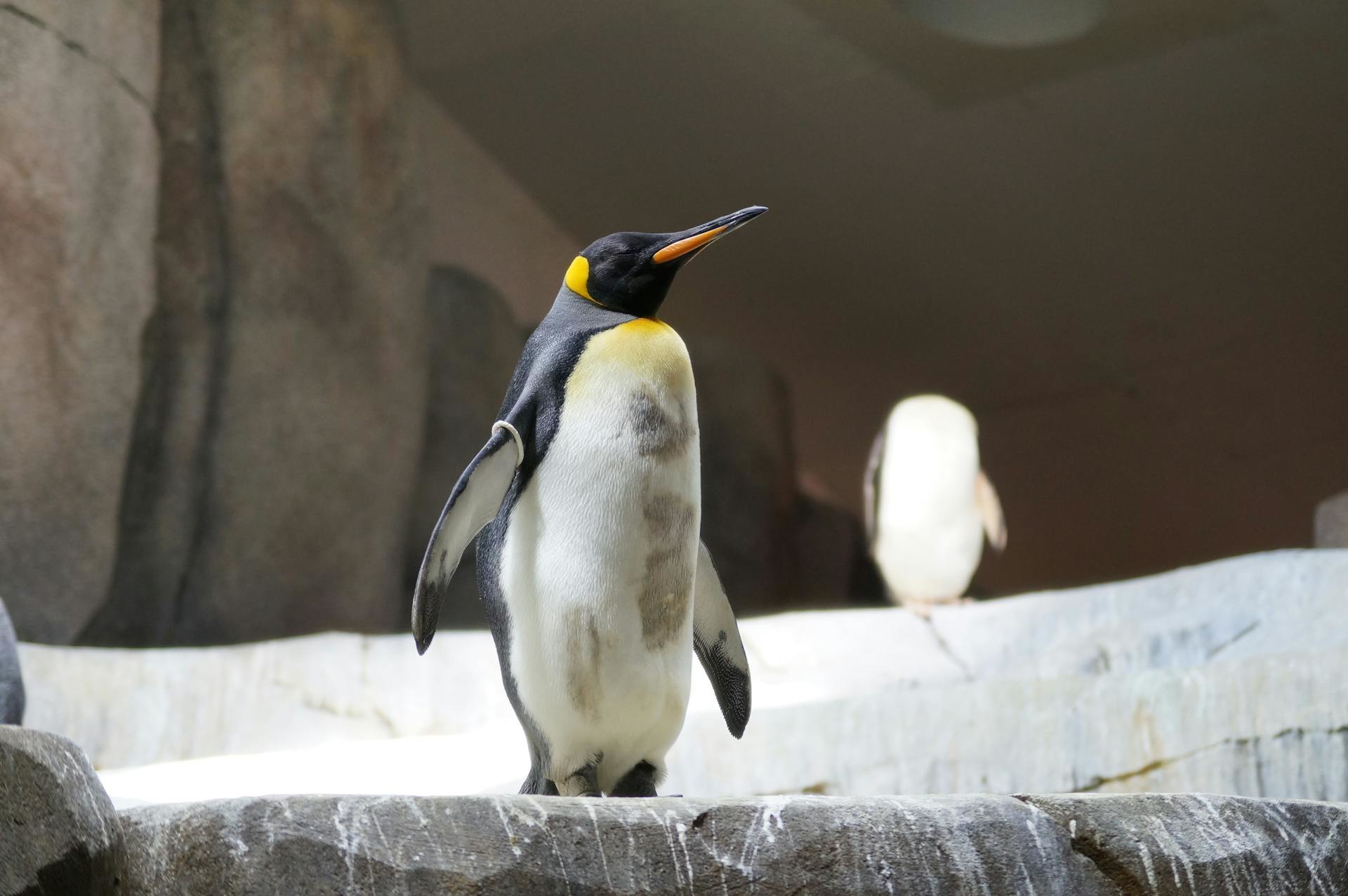 Pingwin - symbol Linuxa