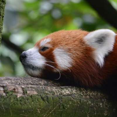 panda ruda