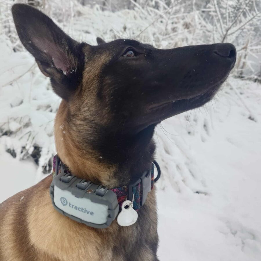 Tractive Dog XL Adventure