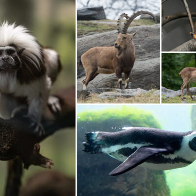 Niektóre gatunki zagrożone wyginięciem