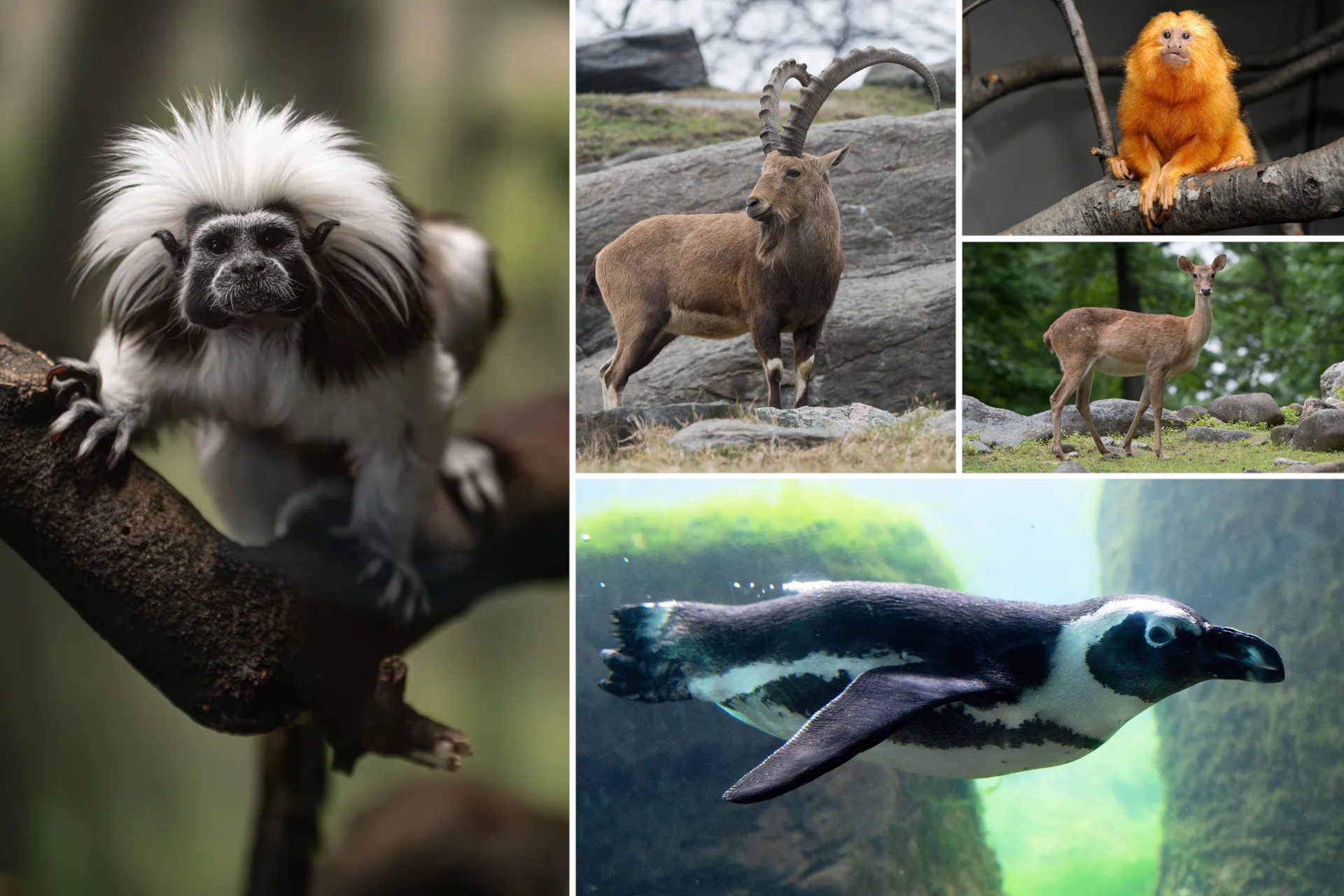 Niektóre gatunki zagrożone wyginięciem