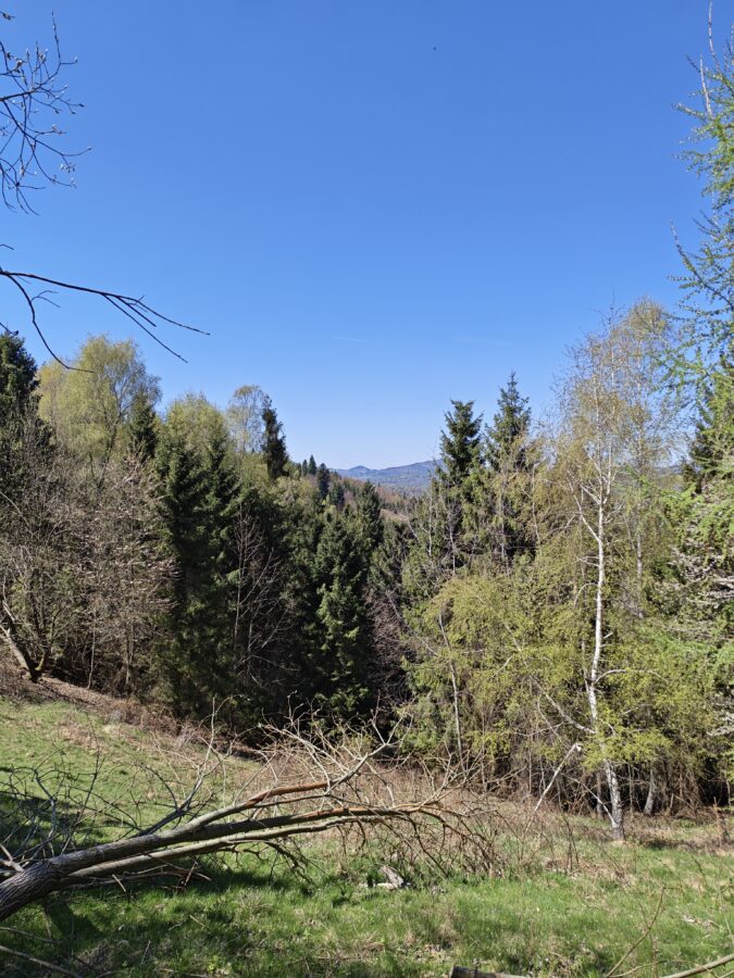 Honor 600 Pro